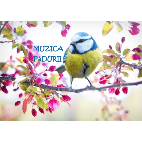 Muzica padurii (poveste audio personalizata de relaxare pentru copii+ alte 3 povesti de relaxare+tehnici pentru a convinge copilul sa se puna in pat)